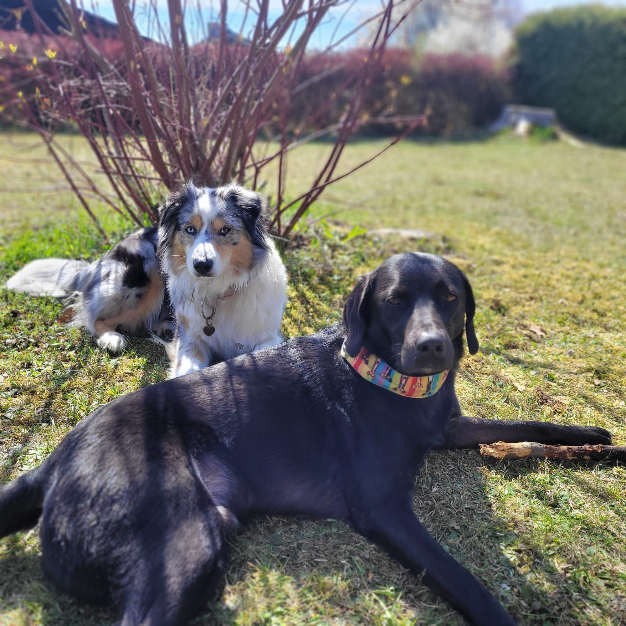Die drei Hunde von Sandra und Nils im eingezäunten Garten