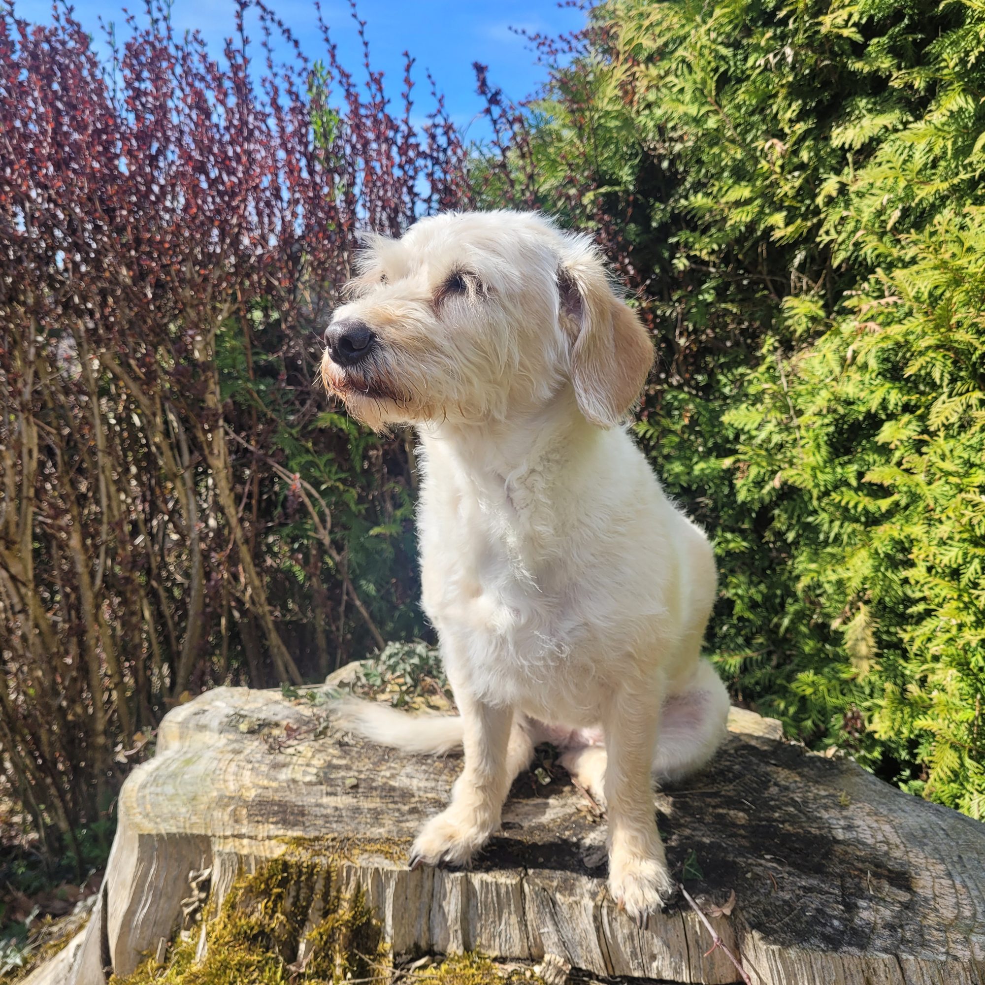 Hund im Garten