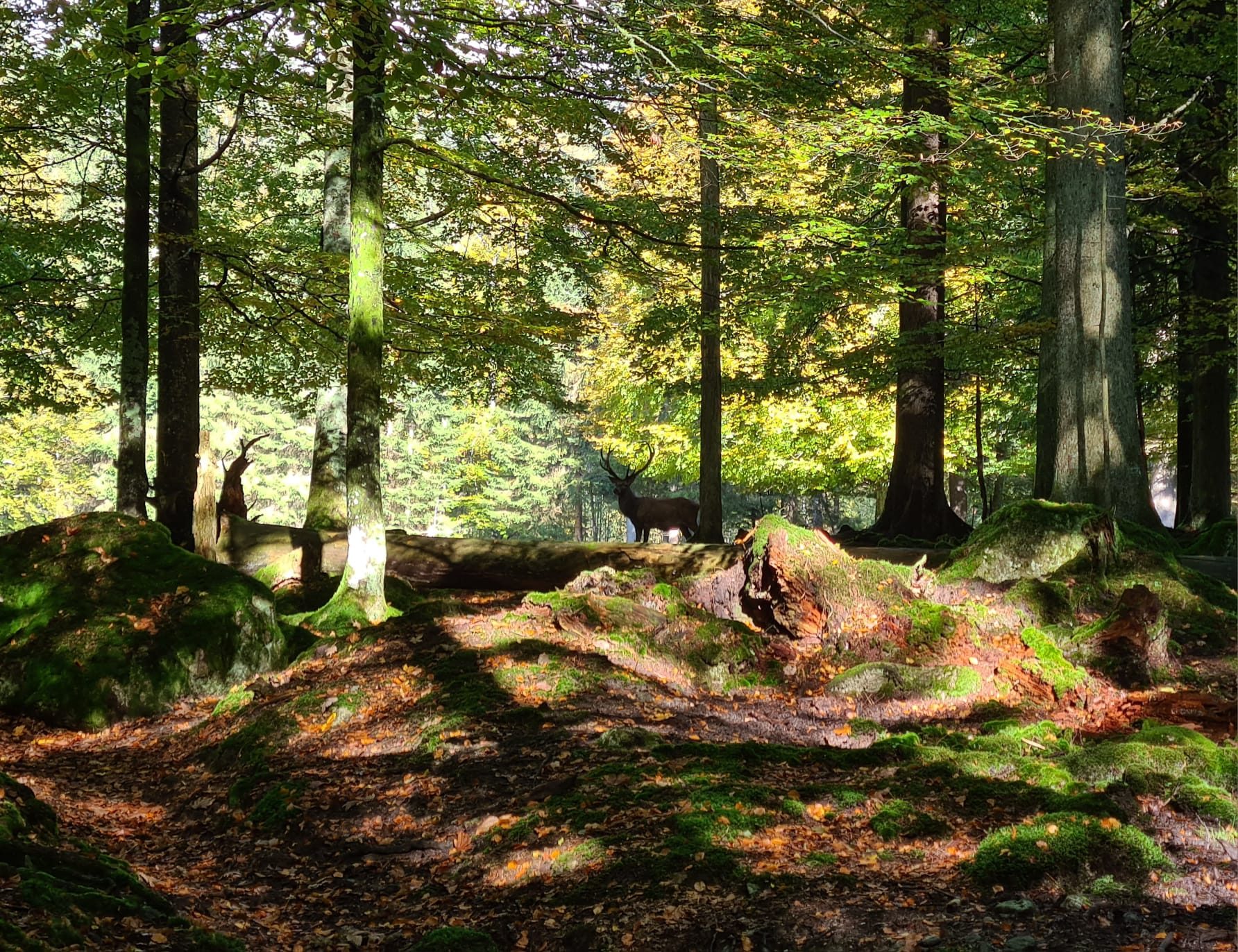Wald im Nationalpark